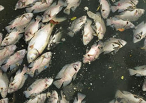 Nuoc kenh doi mau den, hoi thoi khien ca chet hang loat hinh anh