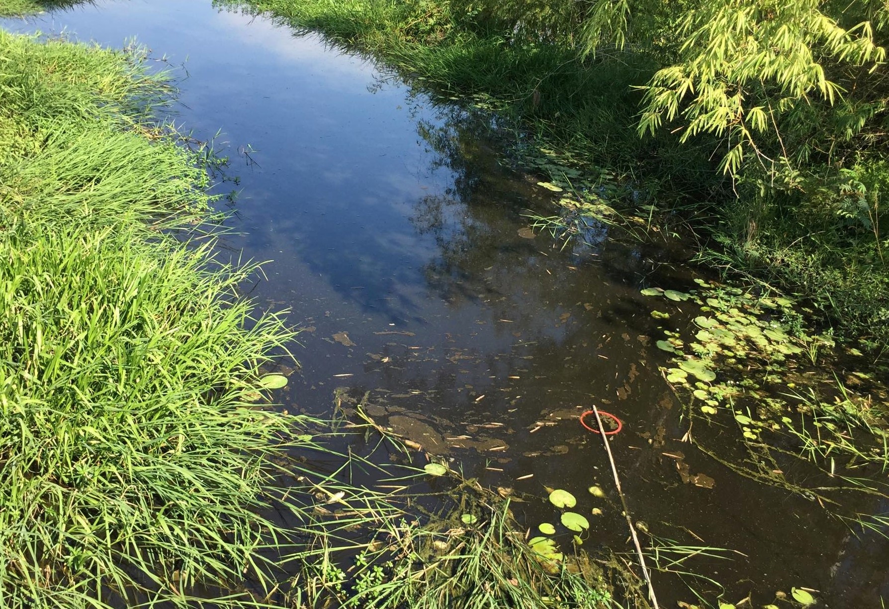 Nước kênh đổi màu đen ảnh 1 Nuoc kenh doi mau den anh 1