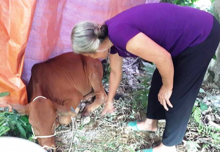 Hang chuc con bo ho tro vua nhan ve da mac benh lo mom long mong hinh anh