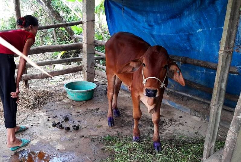 bò nhiễm dịch lở mồm long móng ảnh 1 bo nhiem dich lo mom long mong anh 1