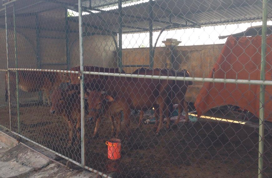 xu phat trau bo di qua quoc lo anh 1