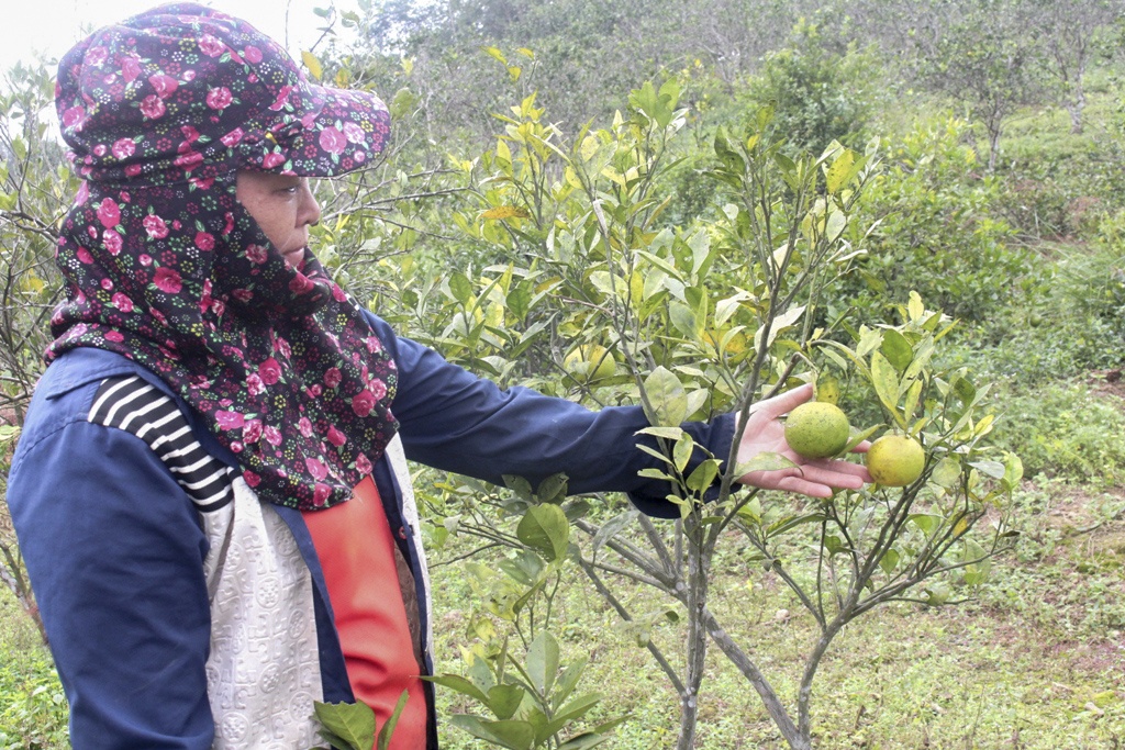 chat bo cam kem chat luong anh 3