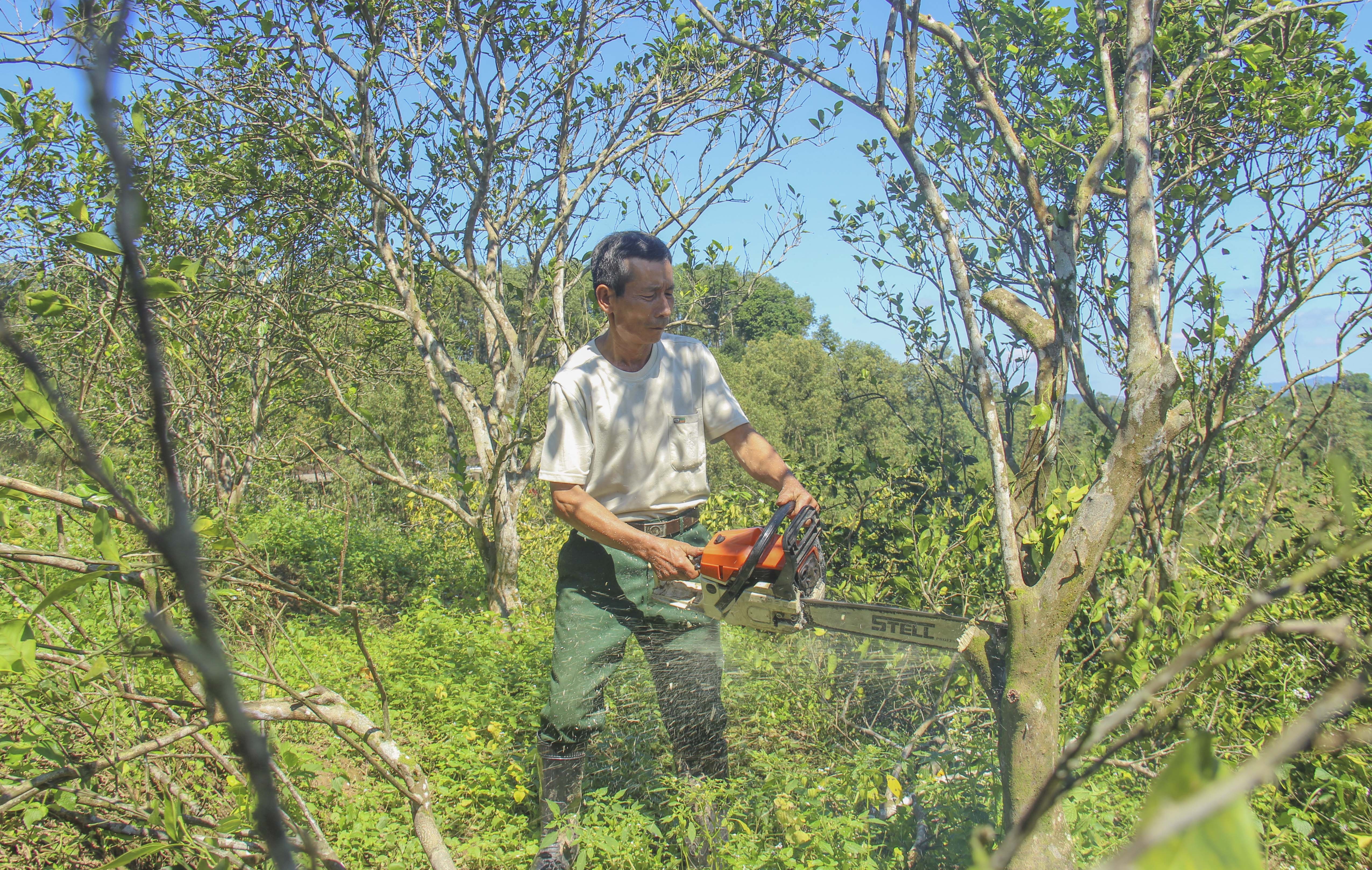 Nguoi dan dung cua xang cat bo hang nghin goc 'cam ngay' hinh anh