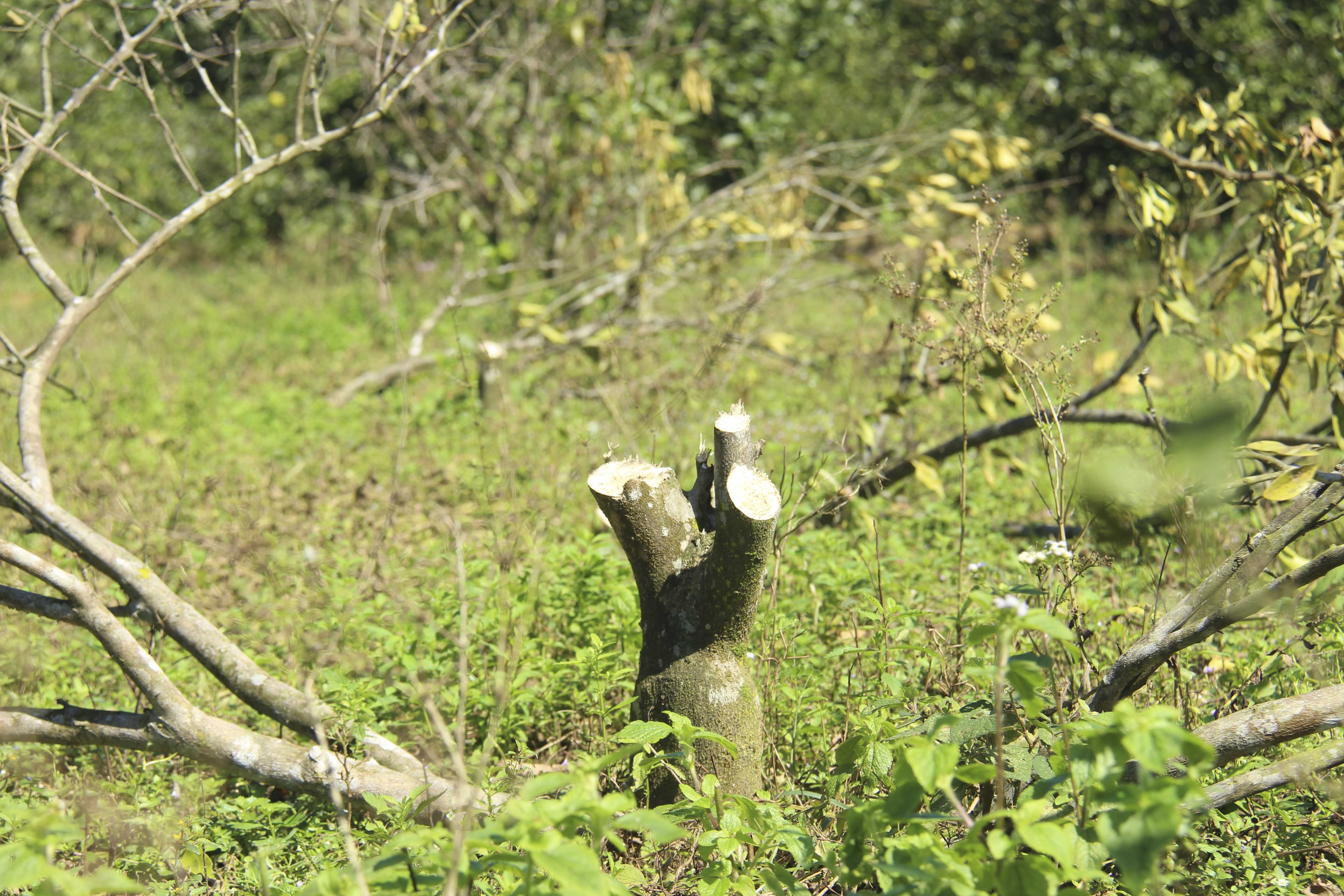 chat bo cam kem chat luong anh 2