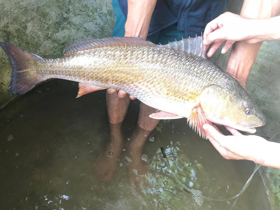 Ngu dan cau duoc ca nghi su vang nang 4,5 kg hinh anh