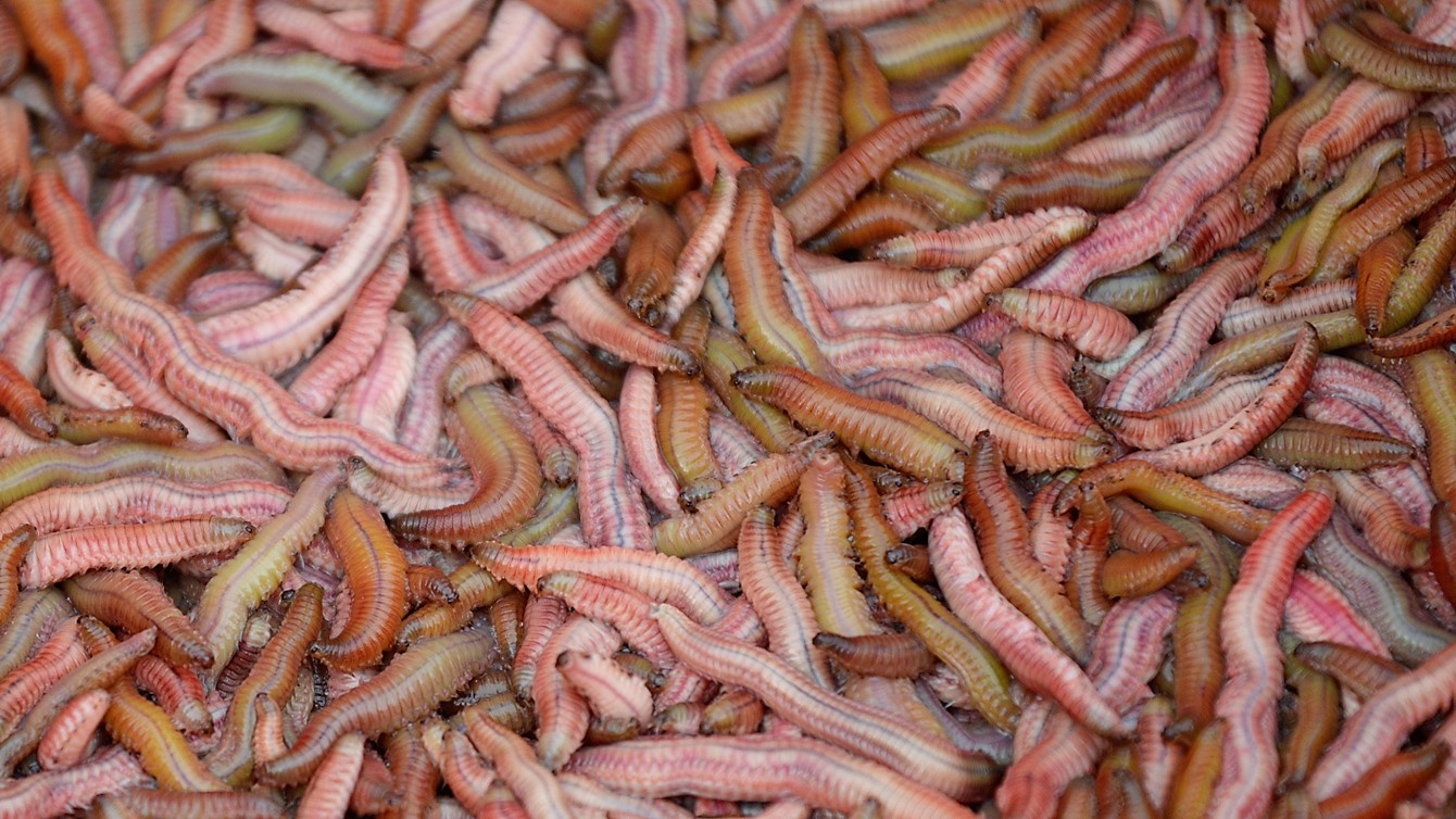 Ve song Lam san 'rong dat' luc nua dem hinh anh