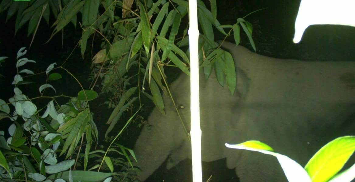 Xuat hien nhieu voi rung tai Vuon Quoc gia o Ha Tinh hinh anh