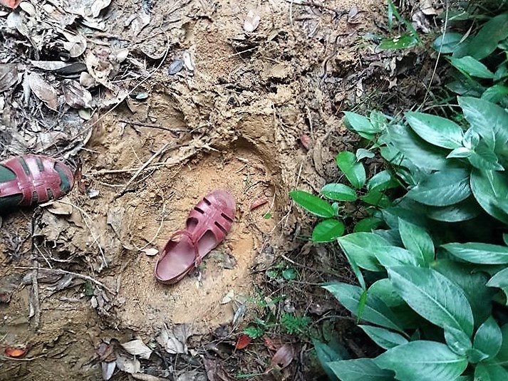 xuat hien dan voi o Ha Tinh anh 1