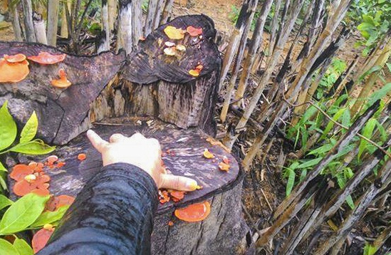 Giam doc doanh nghiep bi bat vi hanh vi huy hoai rung hinh anh