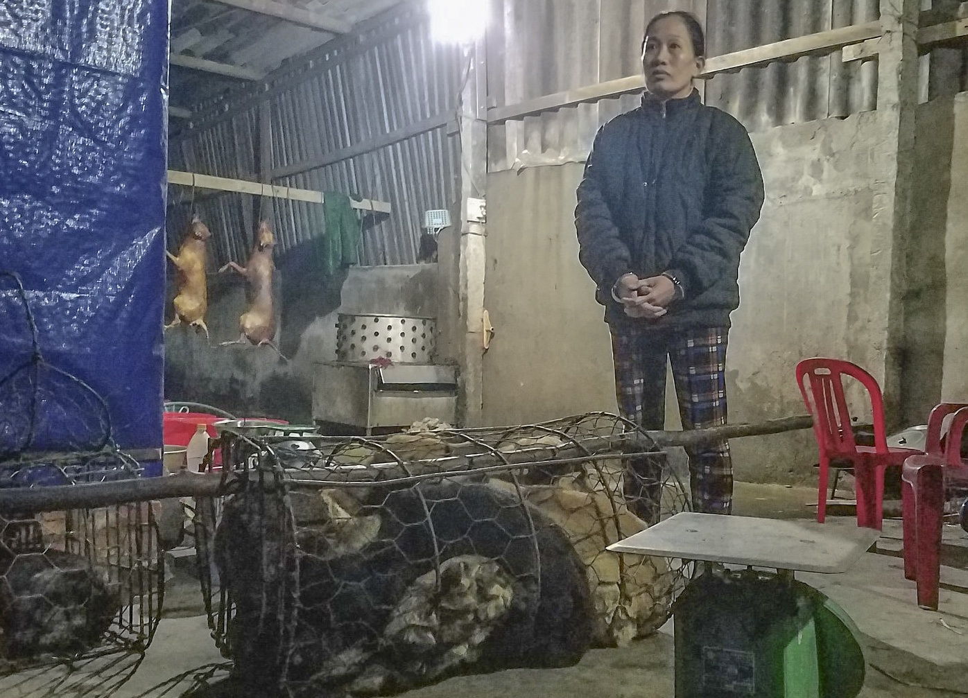 Bat nhom nguoi trom 30 con cho moi dem hinh anh
