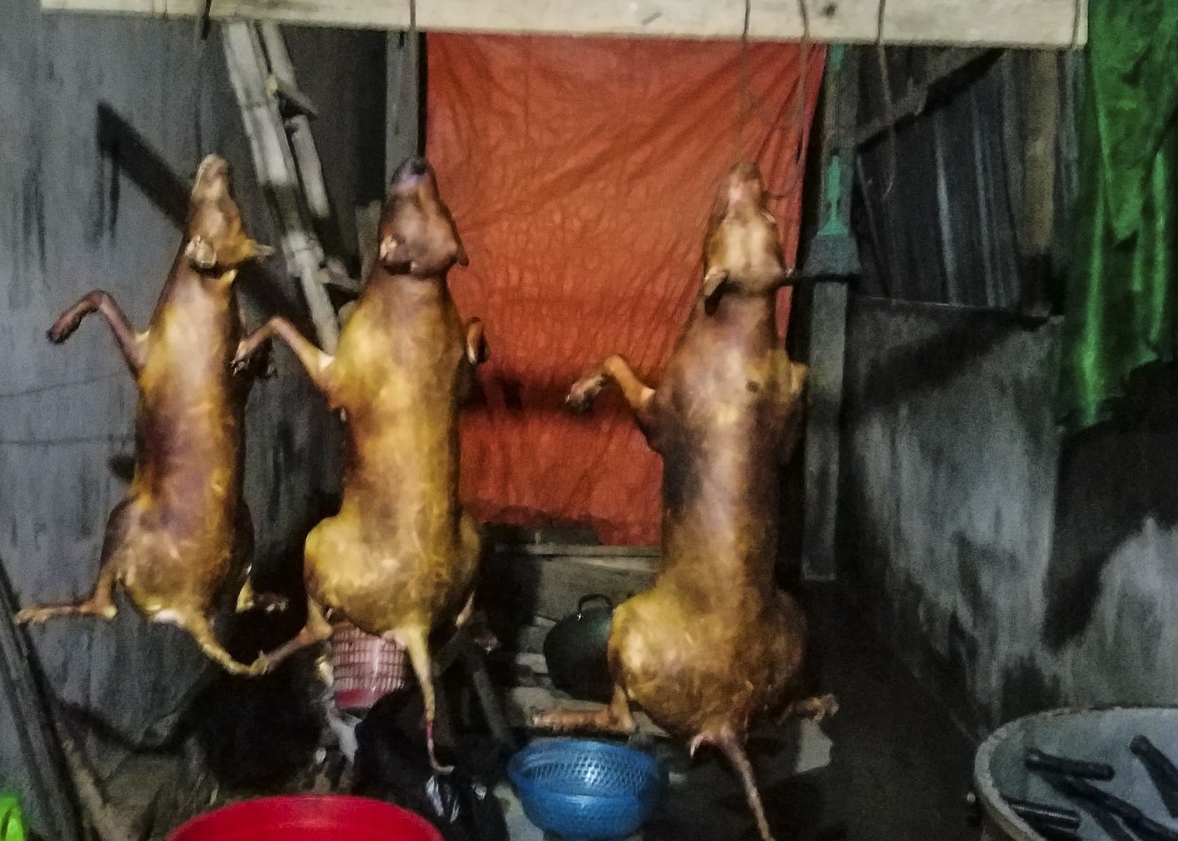 Nhom nguoi trom 30 con cho moi dem bi bat hinh anh