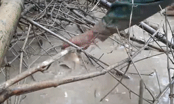 Nguoi dan loi bun bat ca loc trong dot ret ky luc hinh anh