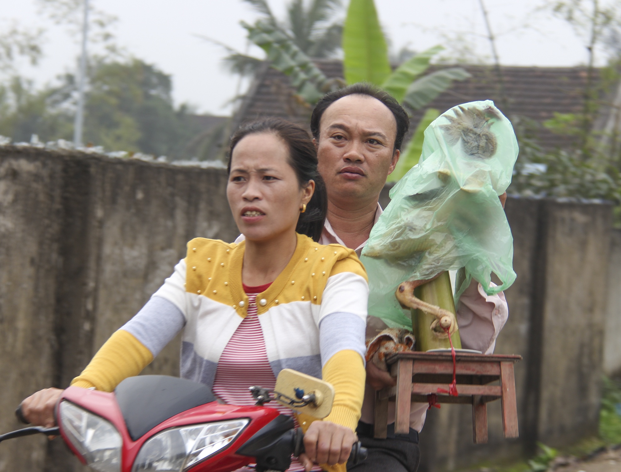 ga bay tren mam cung ngay ram anh 12