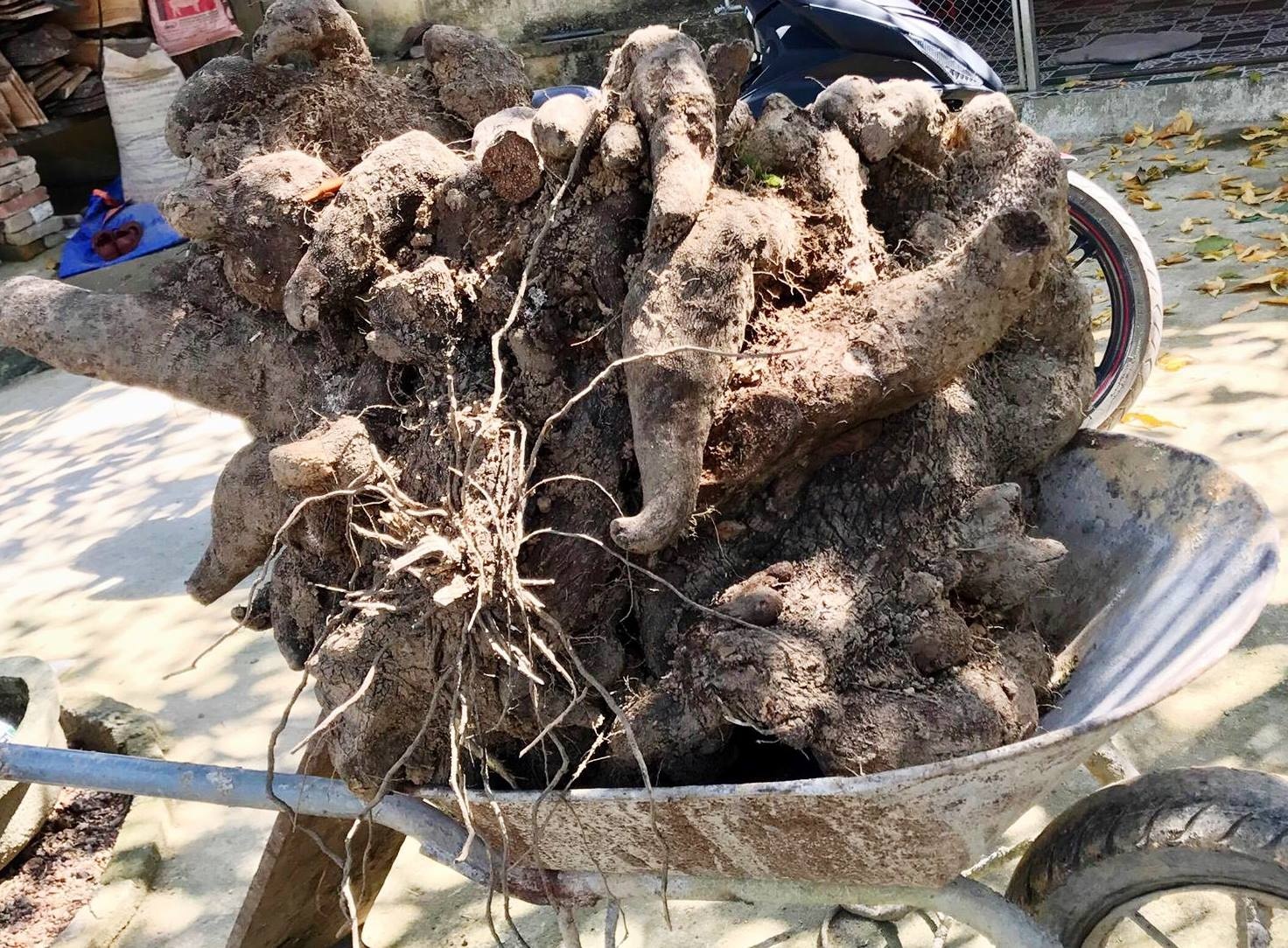 Cu khoai vac nang 110 kg hinh anh