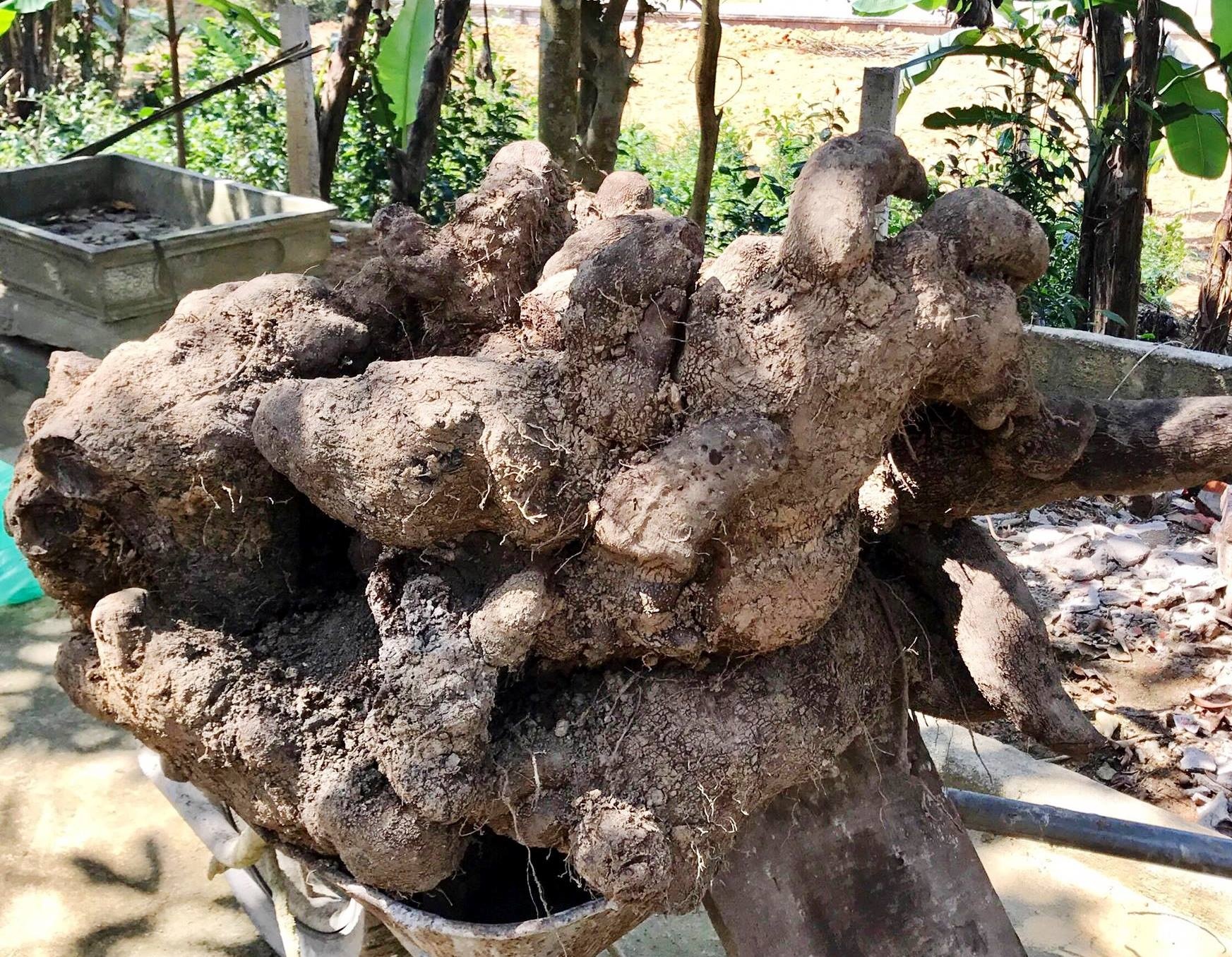 khoai vac nang 110 kg anh 1