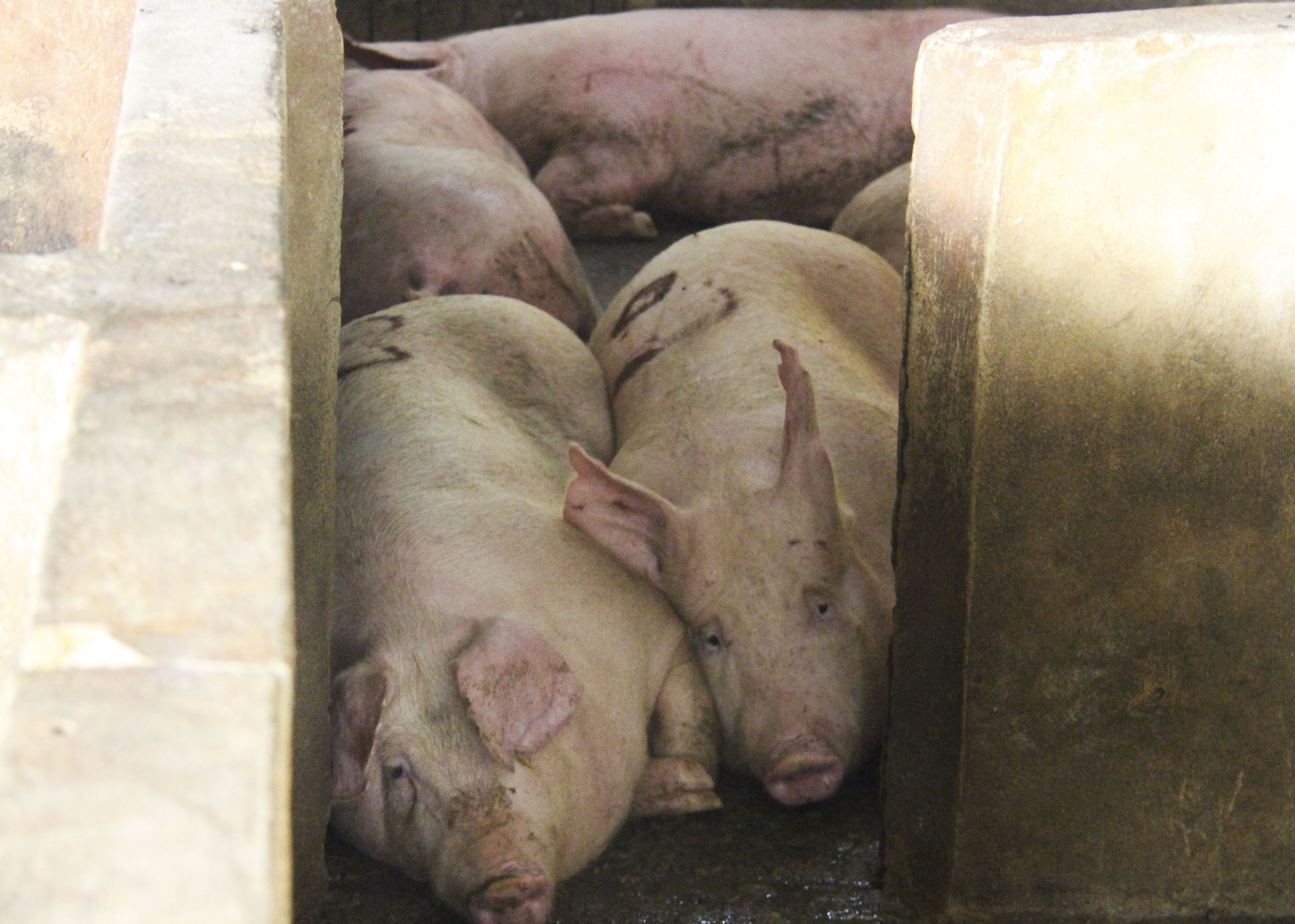 Dan bao vay, to lo mo lam bung phat dich hinh anh