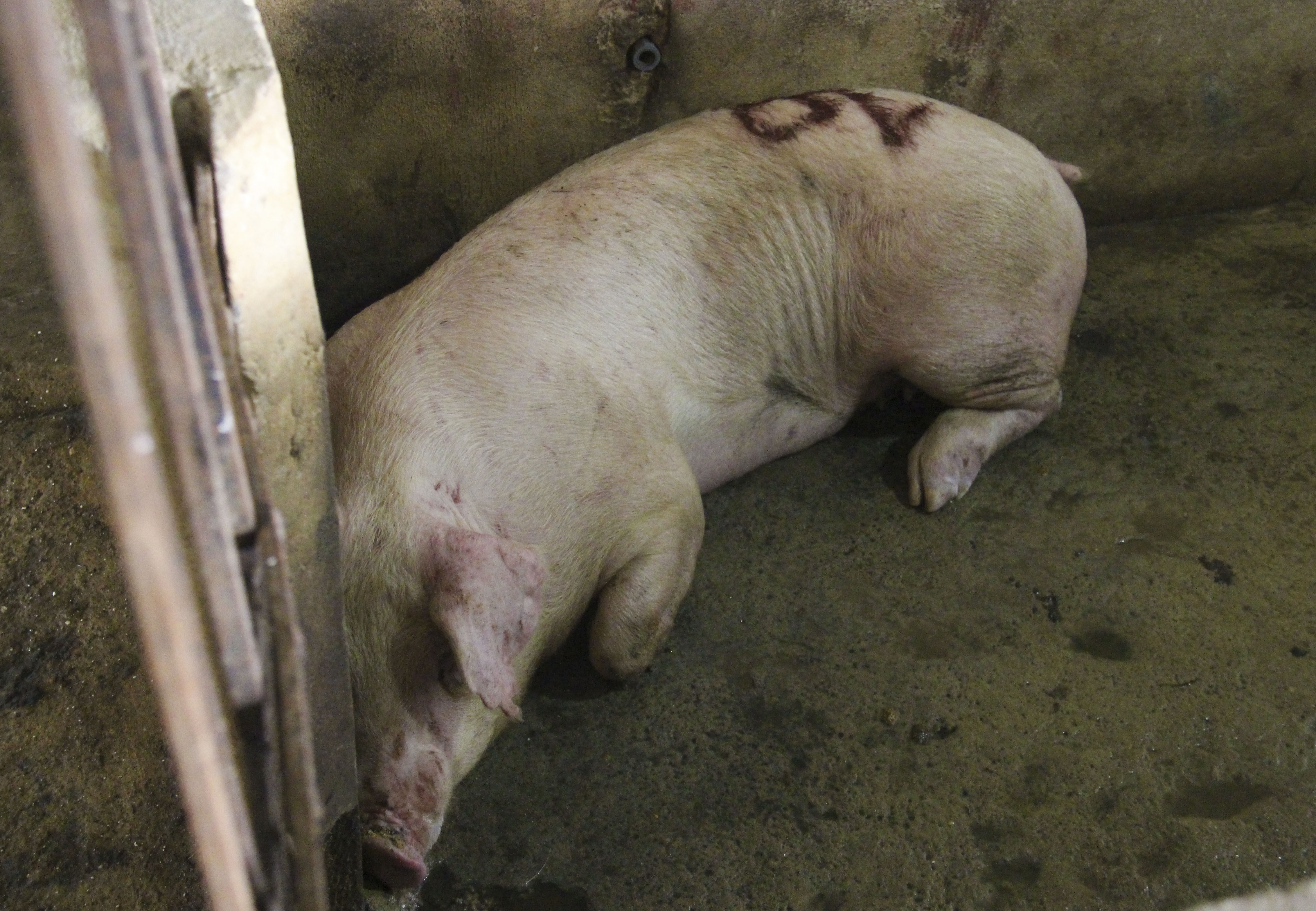 Dan vay lo mo nghi de bung phat dich lo mom long mong hinh anh