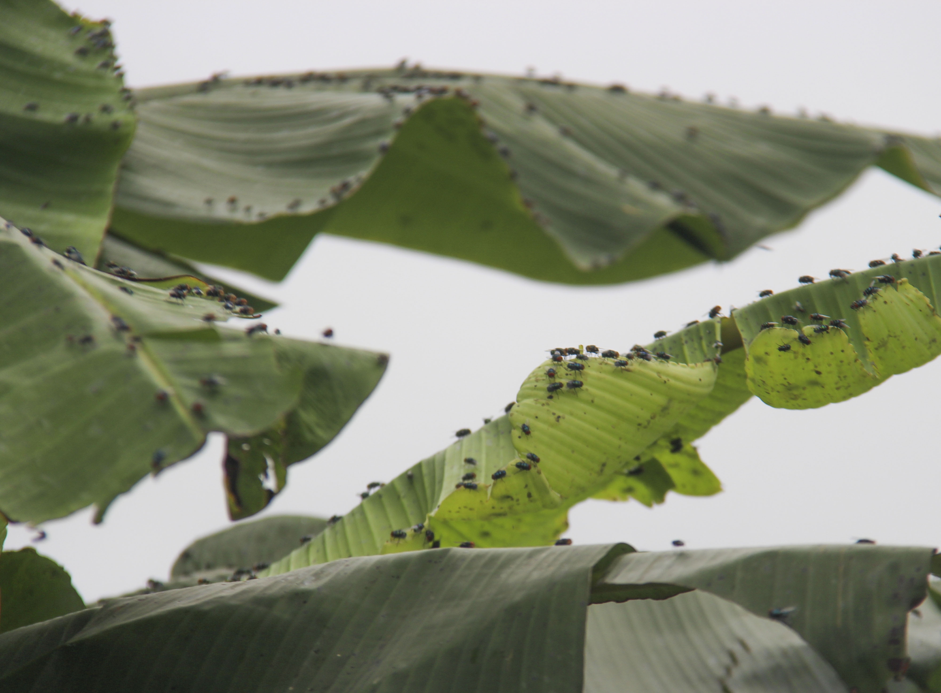 dịch lở mồm long móng trong lò mổ ảnh 3 dich lo mom long mong trong lo mo anh 3