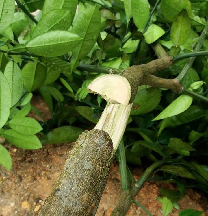 chat ha hang tram cay buoi anh 2