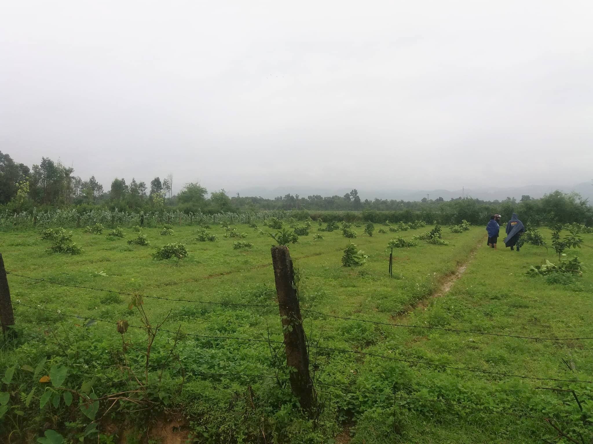 chat ha hang tram cay buoi anh 1