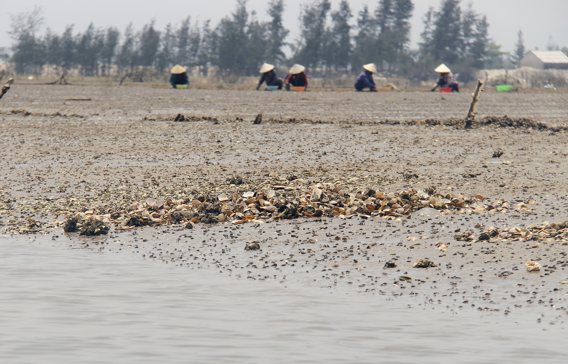 ngao chết trắng đầm ảnh 1 ngao chet trang dam anh 1