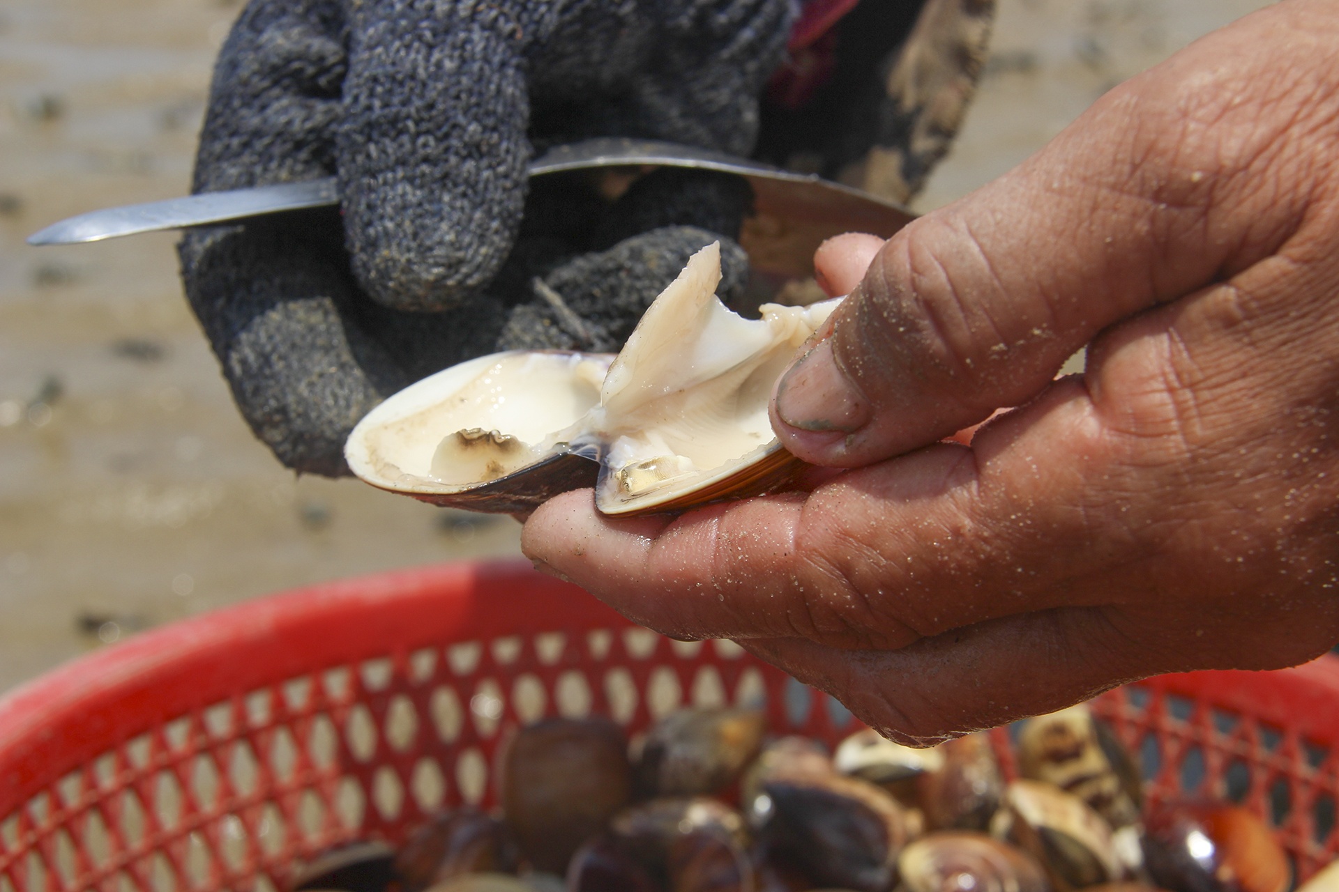 ngao chết trắng đầm ảnh 5 ngao chet trang dam anh 5