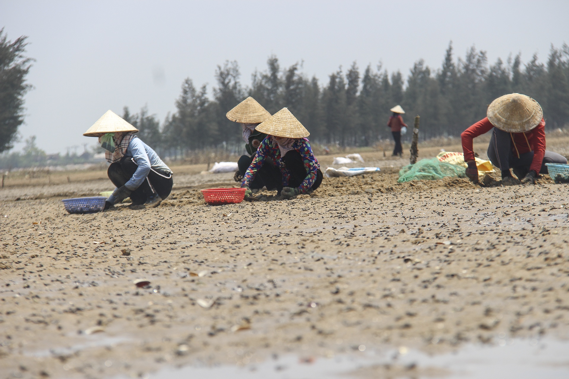 ngao chết trắng đầm ảnh 7 ngao chet trang dam anh 7