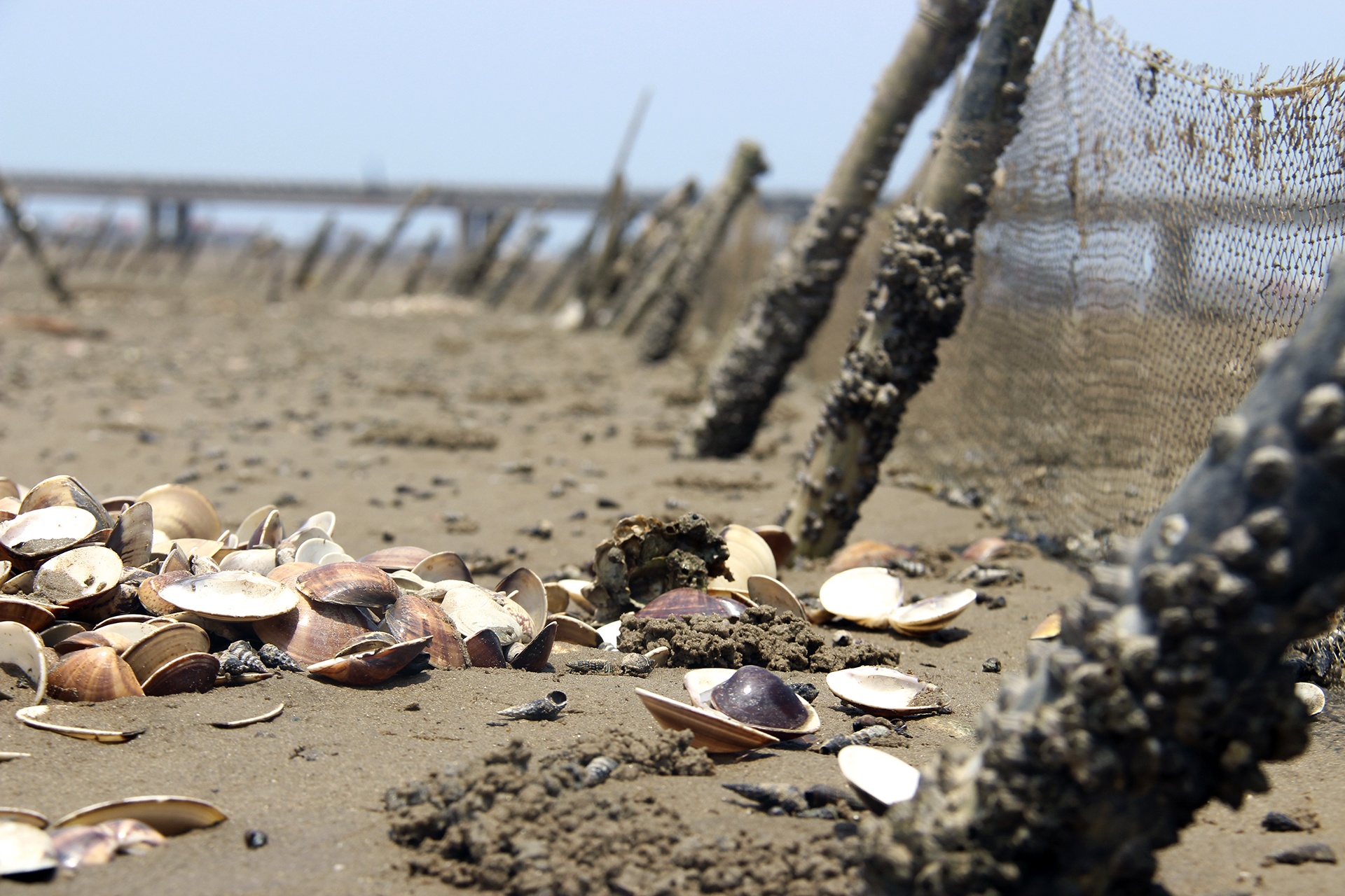 ngao chết trắng đầm ảnh 4 ngao chet trang dam anh 4