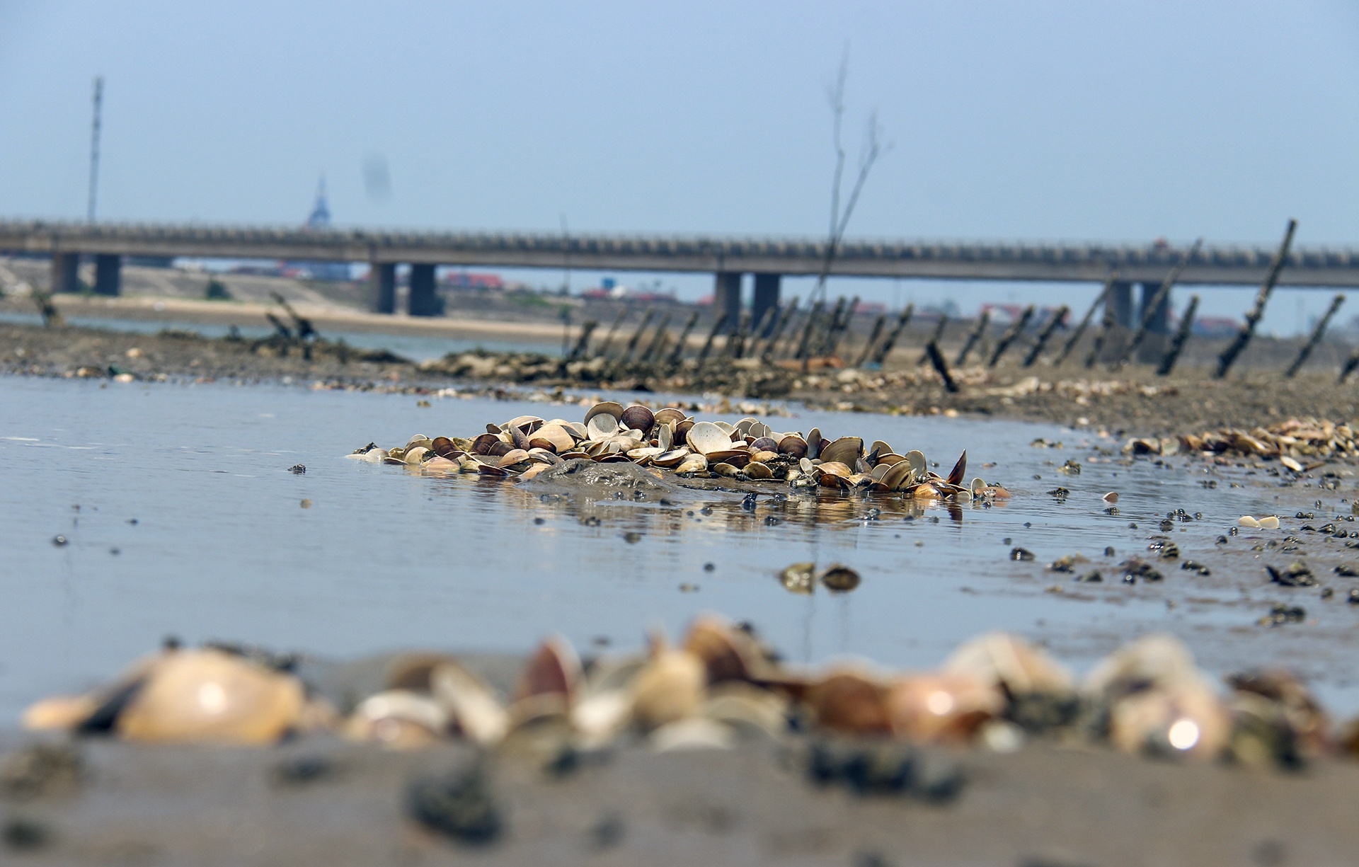 ngao chết trắng đầm ảnh 2 ngao chet trang dam anh 2