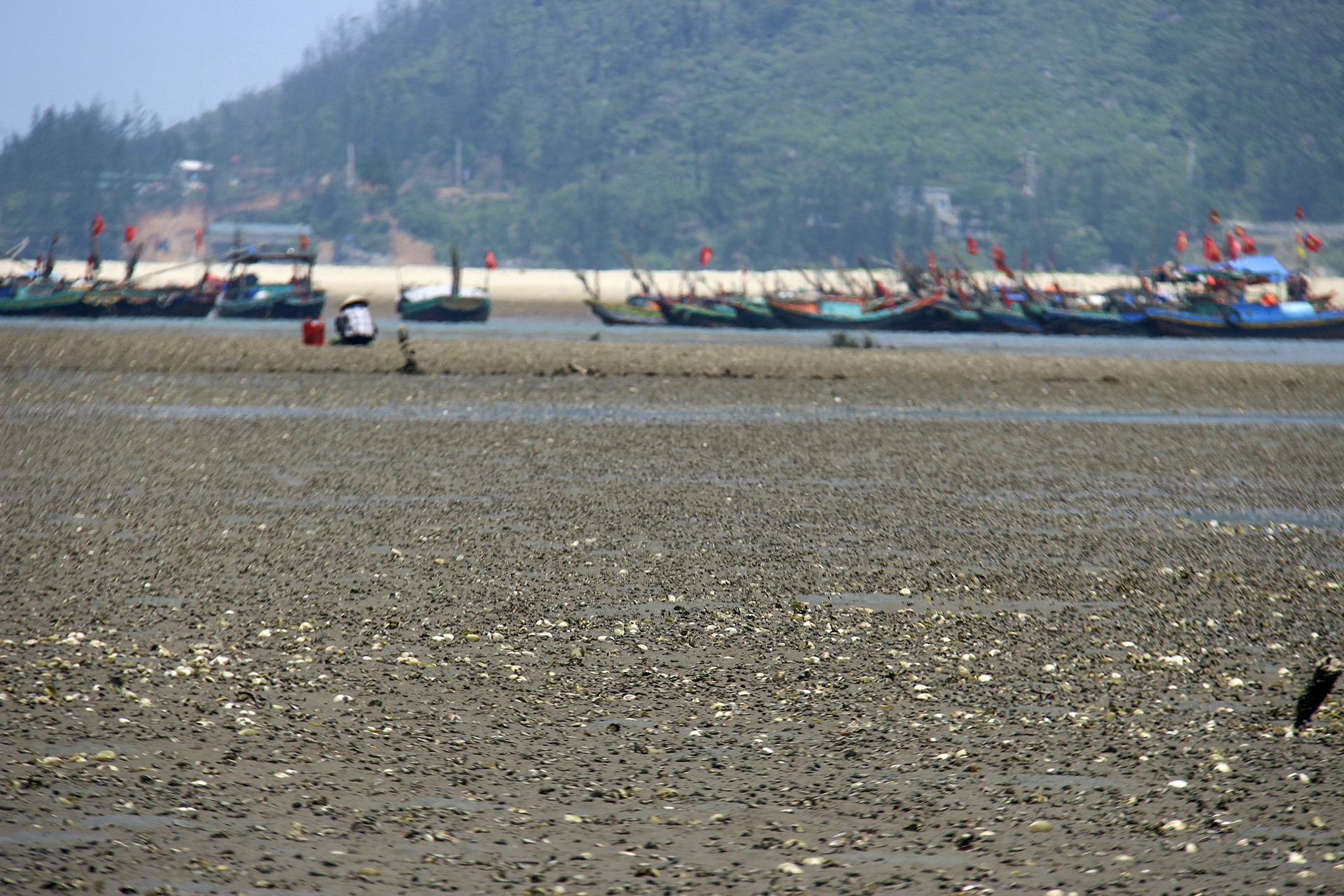 ngao chết trắng đầm ảnh 13 ngao chet trang dam anh 13