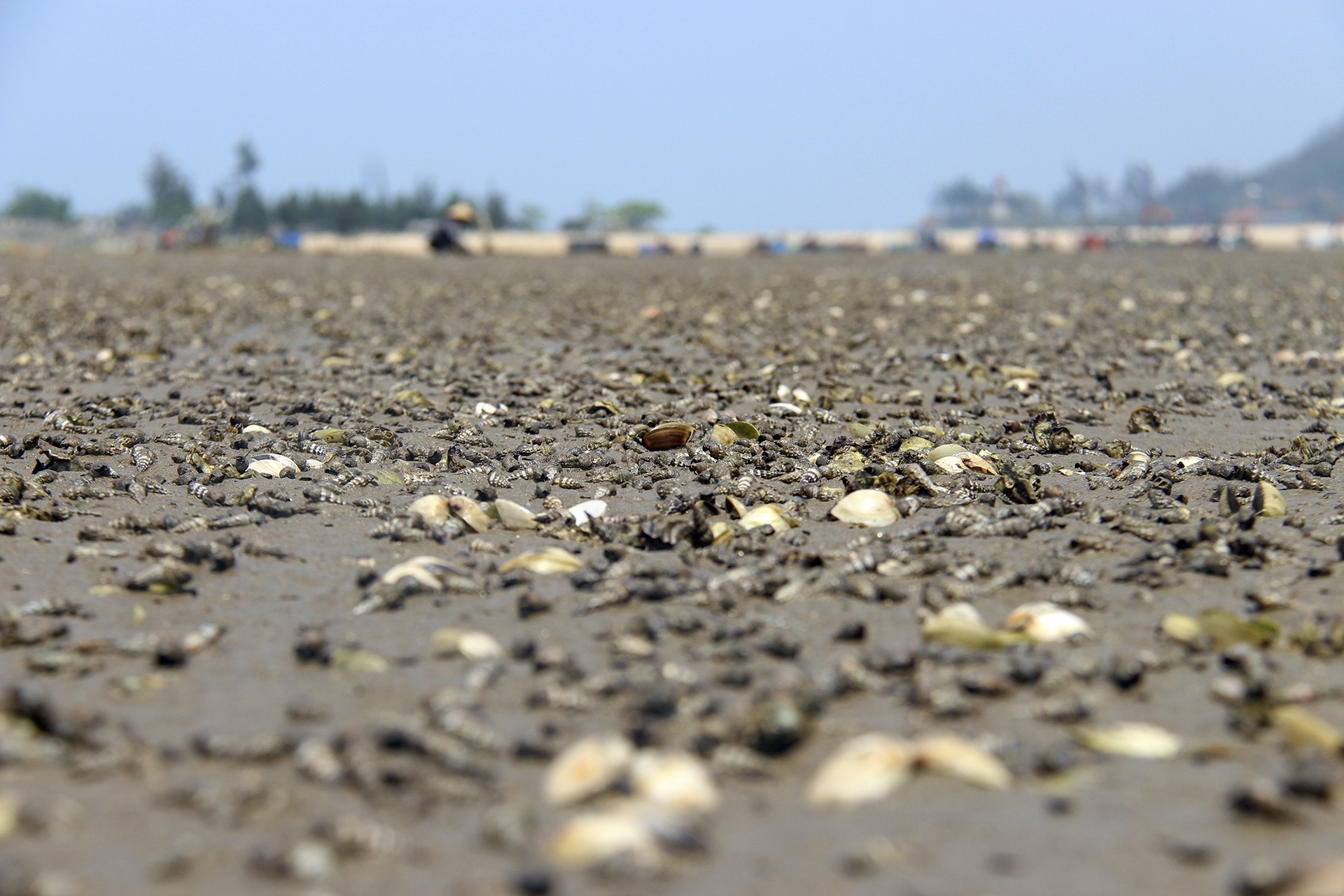 ngao chết trắng đầm ảnh 9 ngao chet trang dam anh 9