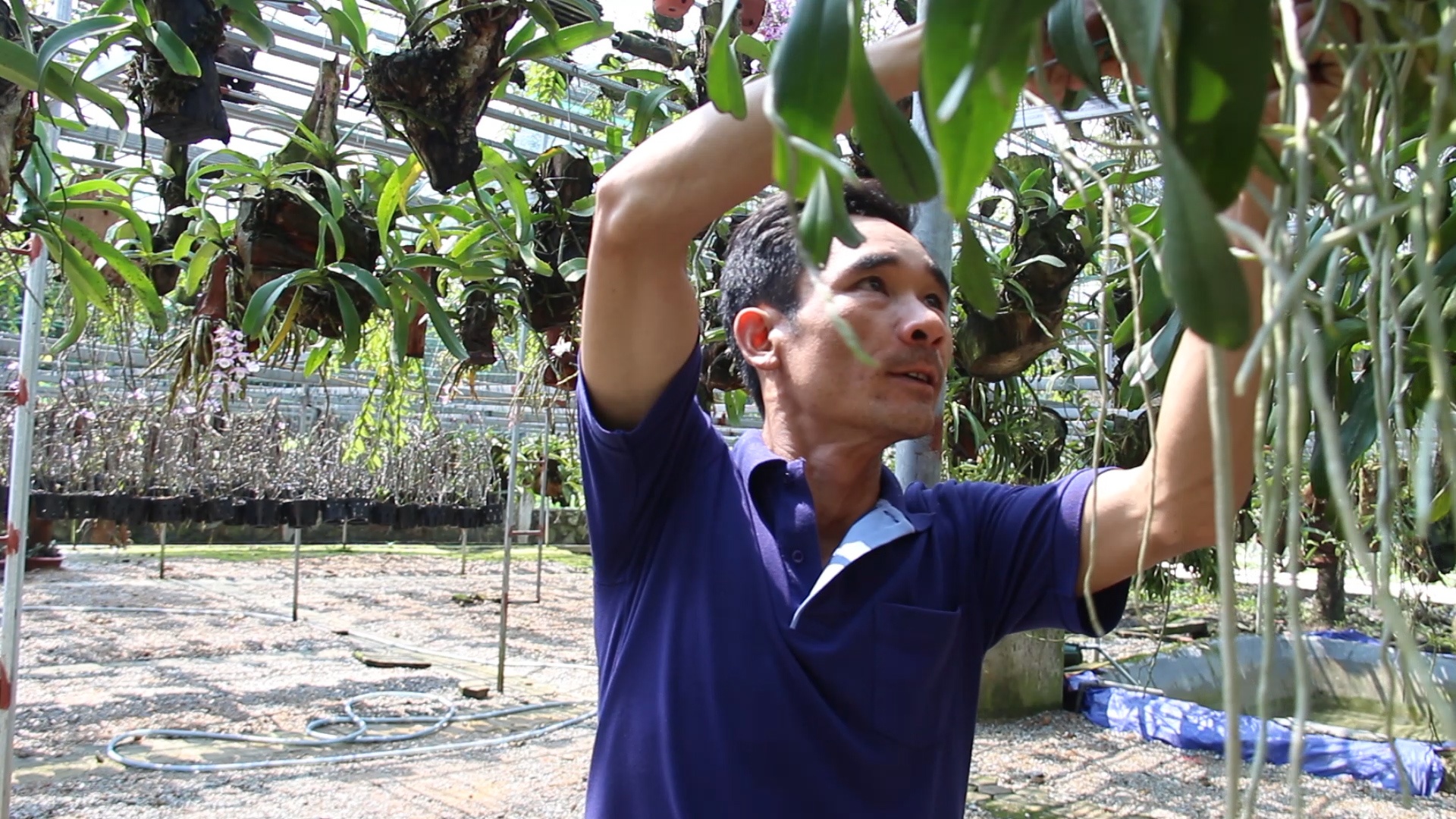 Vuon lan 2.000 goc gia bac ty cua ong chu 8X hinh anh