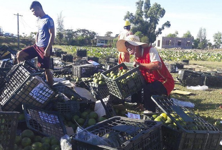 lat xe container cho hoa qua anh 2