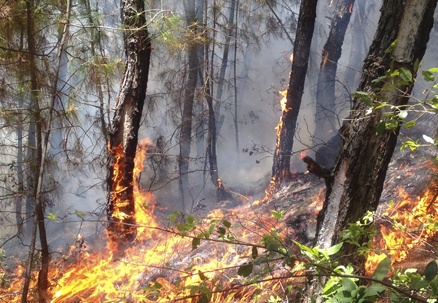 Cu ong 70 tuoi tu vong khi chua chay rung hinh anh