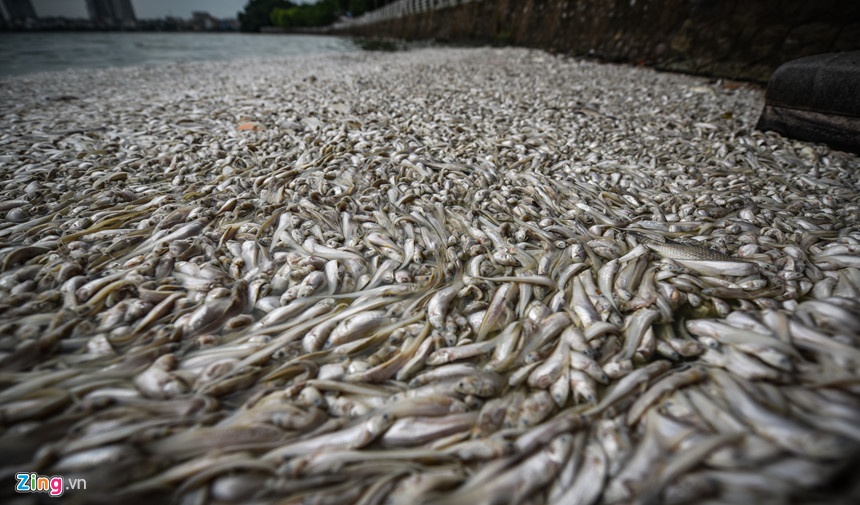 cá hồ Tây chết hàng loạt ảnh 1 ca ho Tay chet hang loat anh 1