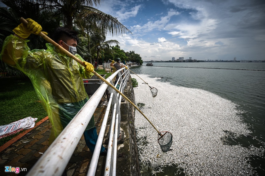 cá hồ Tây chết hàng loạt ảnh 2 ca ho Tay chet hang loat anh 2
