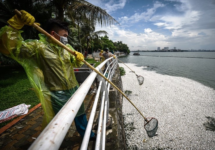 Hon 20 tan ca chet o ho Tay da duoc thu gom het hinh anh