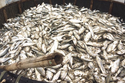 Ngu dan Ha Tinh trung dam hon 3 tan ca mau boi gan bo hinh anh