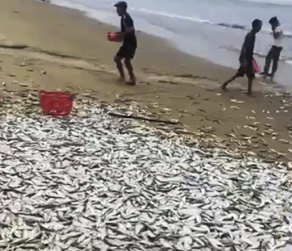 ngu dan trung me ca lon anh 1