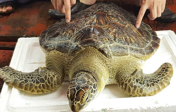 Tha ca the rua bien quy hiem nang hon 20 kg ve tu nhien hinh anh