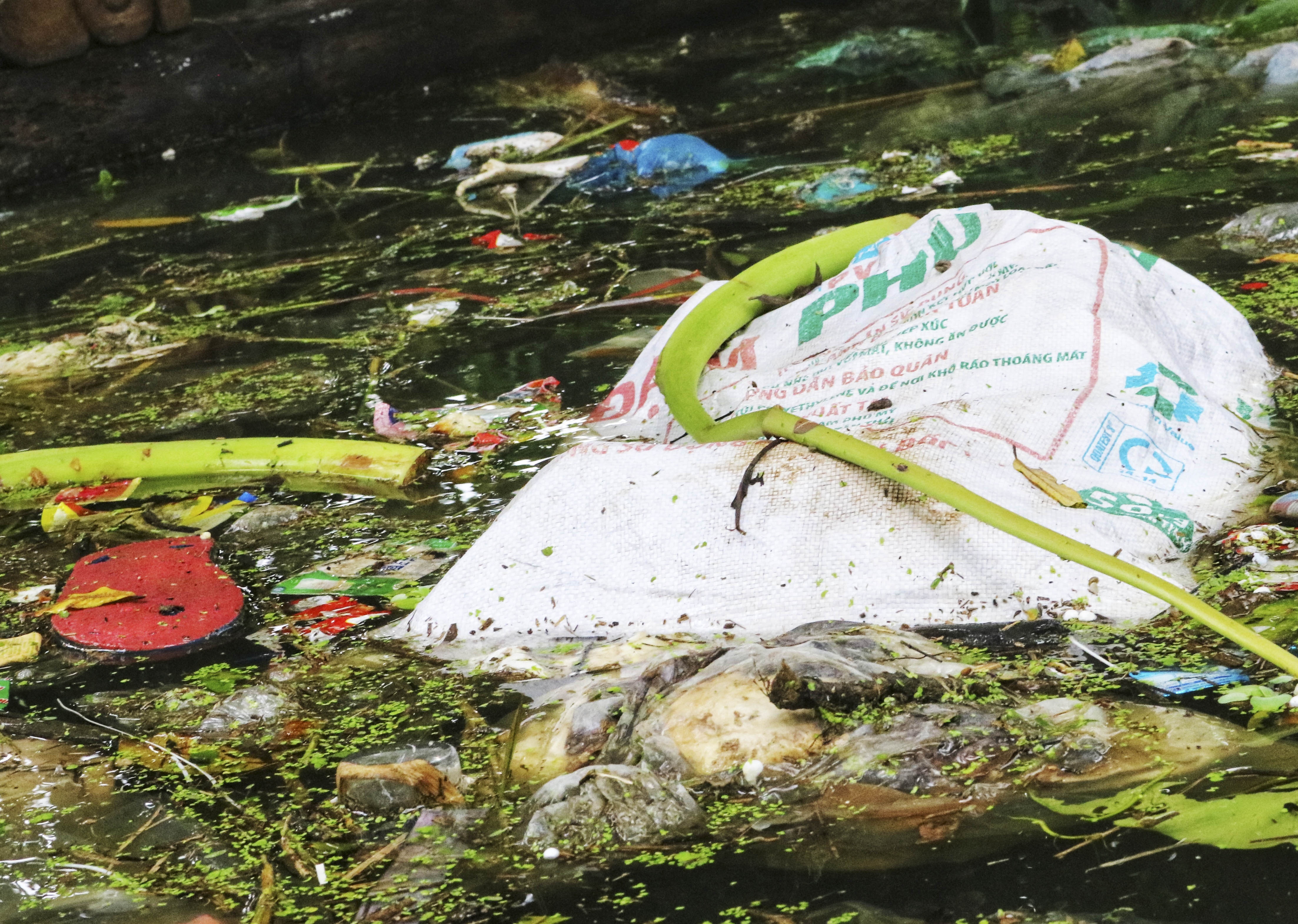 nguoi vung lu song chung voi rac anh 3