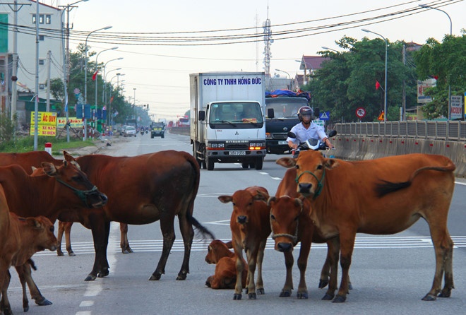 Oto tong chet bo, chu vat nuoi khong dam nhan vi so bi phat hinh anh