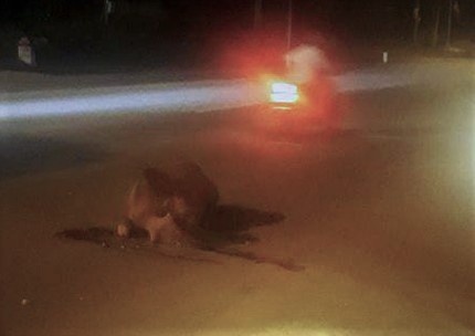 ôtô tông chết bò trên quốc lộ ảnh 1 oto tong chet bo tren quoc lo anh 1