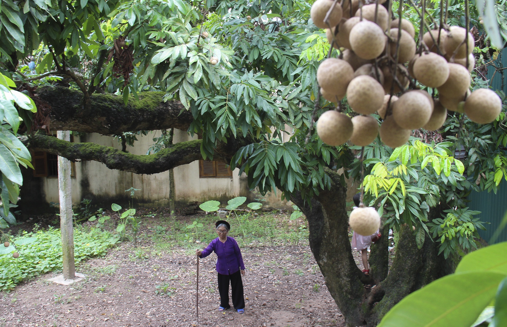 Cay nhan to gan 130 tuoi truyen 5 doi o Ha Noi hinh anh