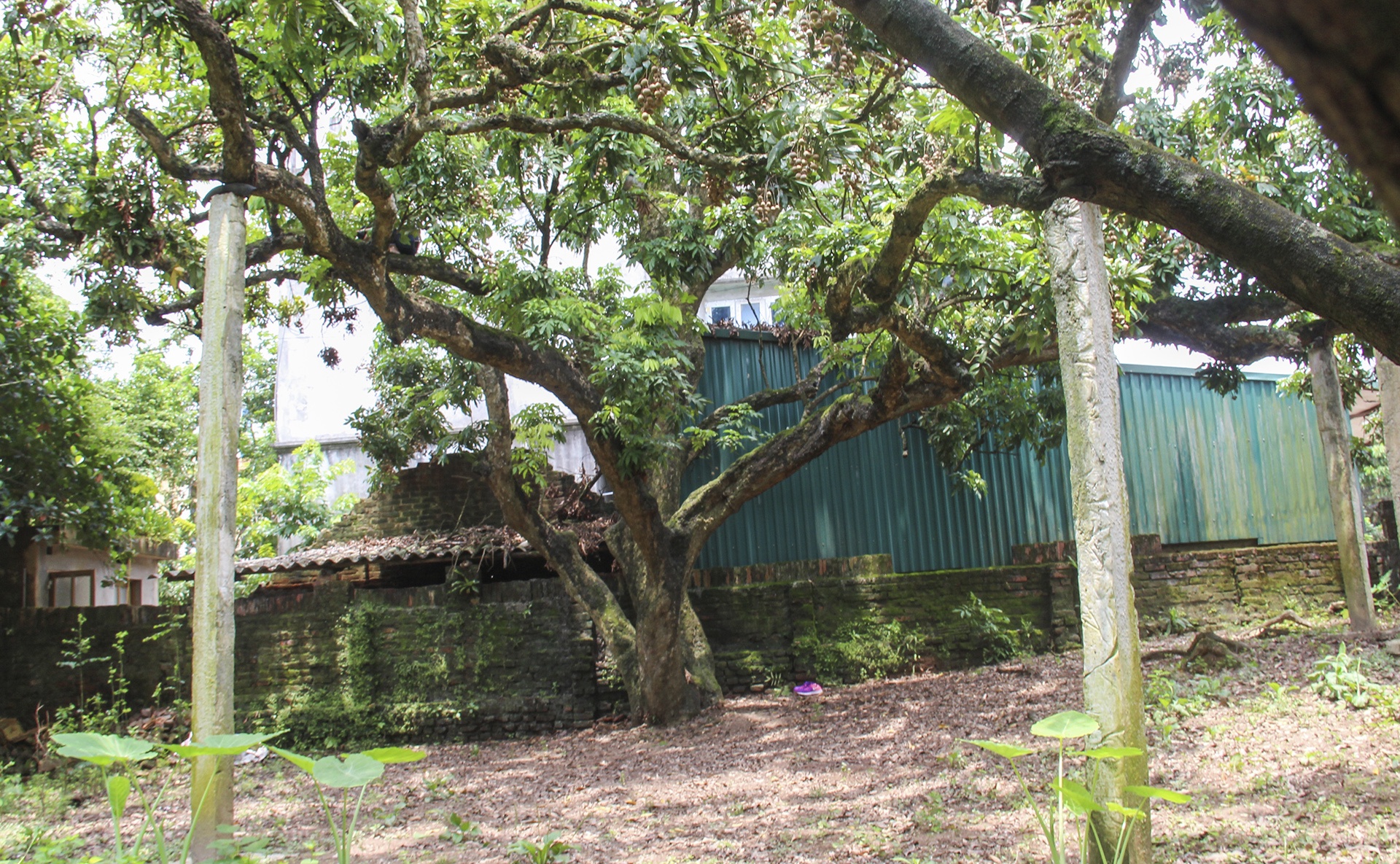 cay nhan to hon 130 tuoi anh 1