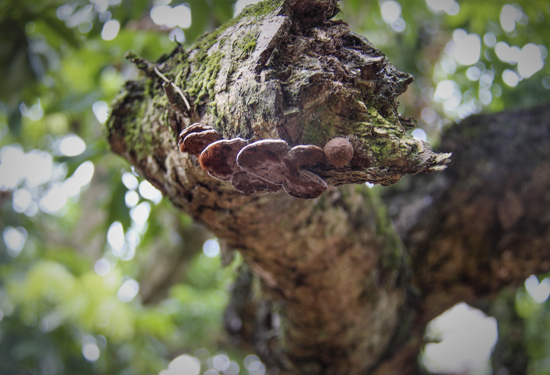 cay nhan to hon 130 tuoi anh 8