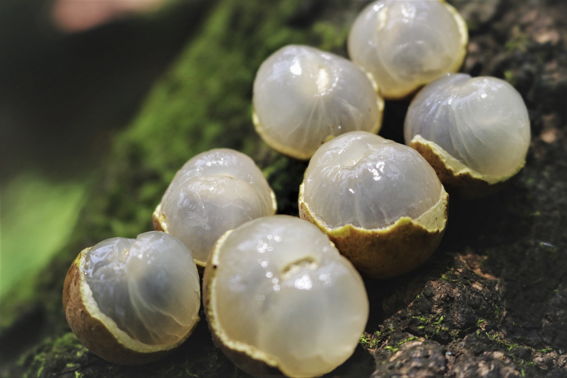 cay nhan to hon 130 tuoi anh 14