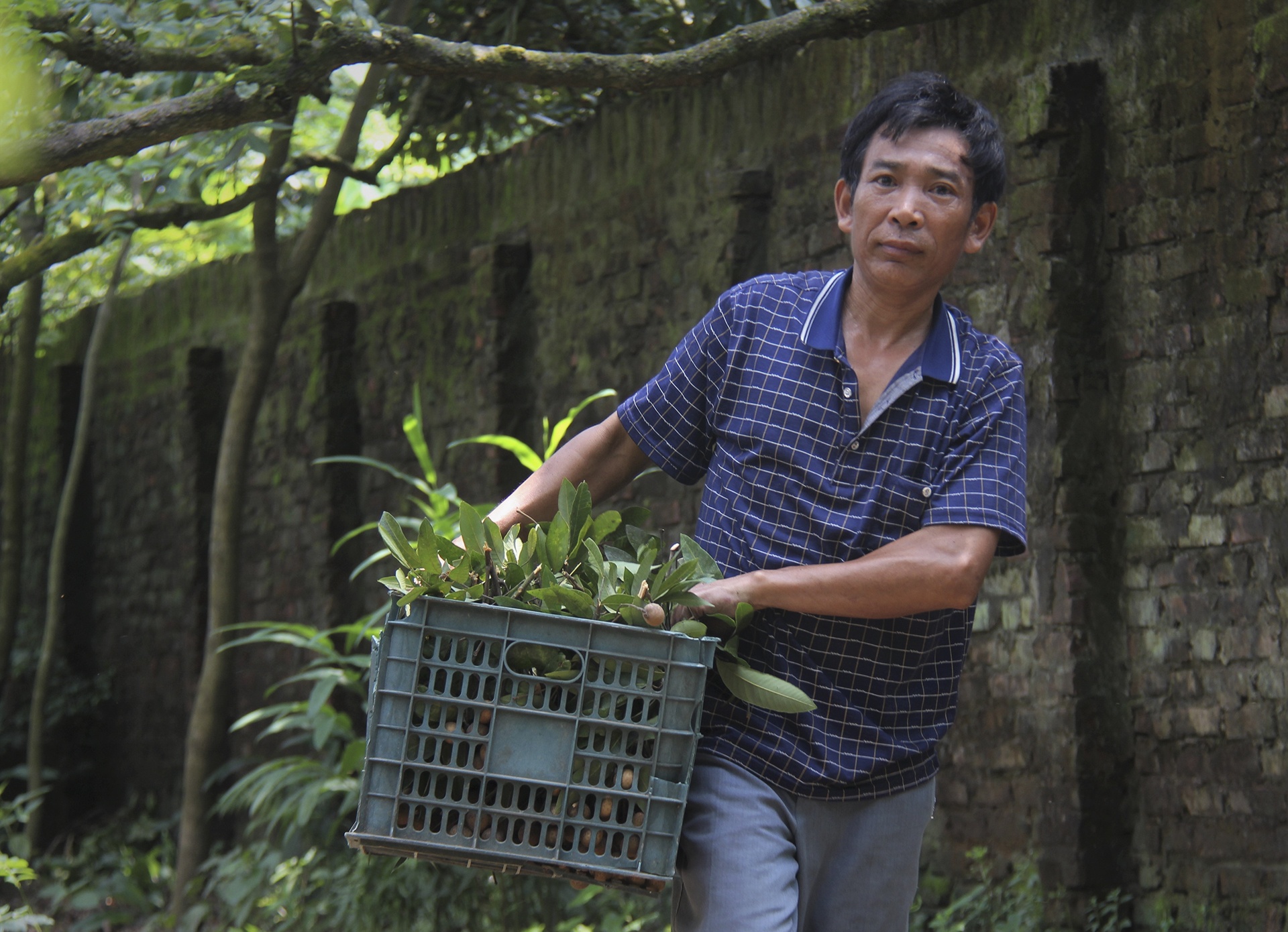 cay nhan to hon 130 tuoi anh 16