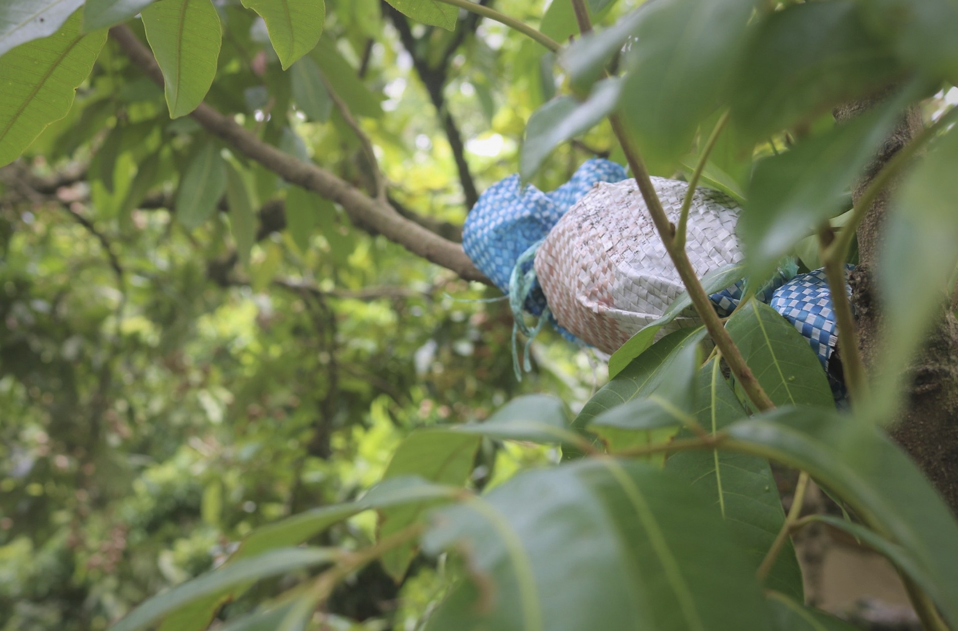 cay nhan to hon 130 tuoi anh 9