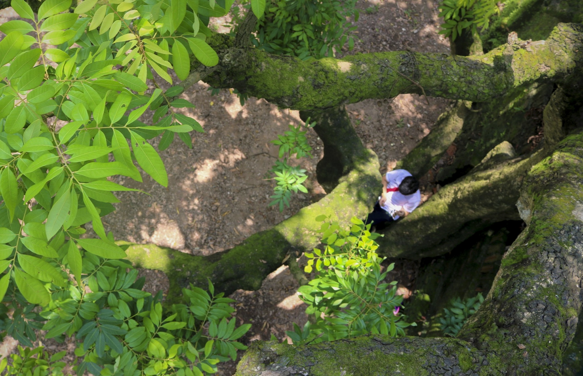 cay nhan to hon 130 tuoi anh 6